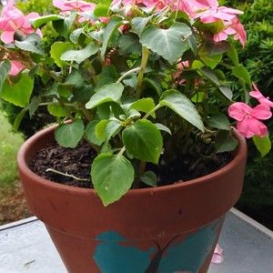 Meet your Posher, Cheryl